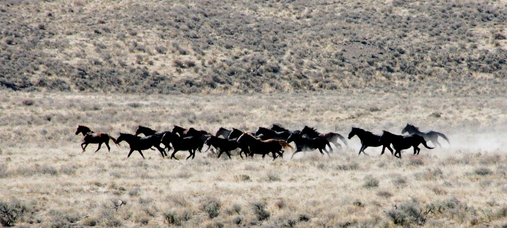 wild horses