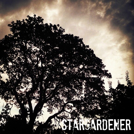 contrast sunrise tree