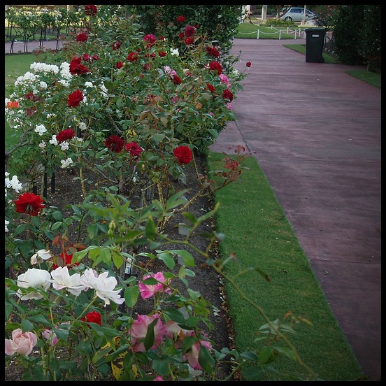 rose path