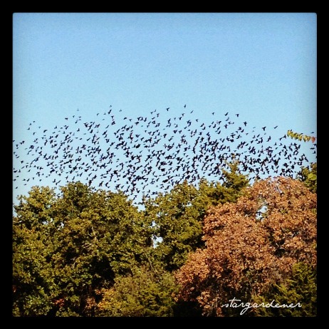 murmuration