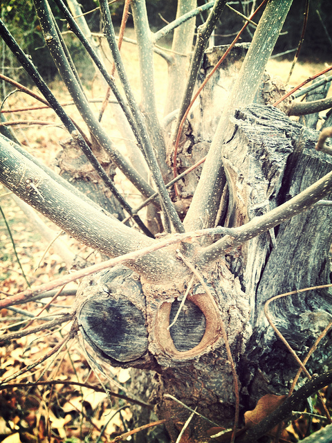 determined to grow