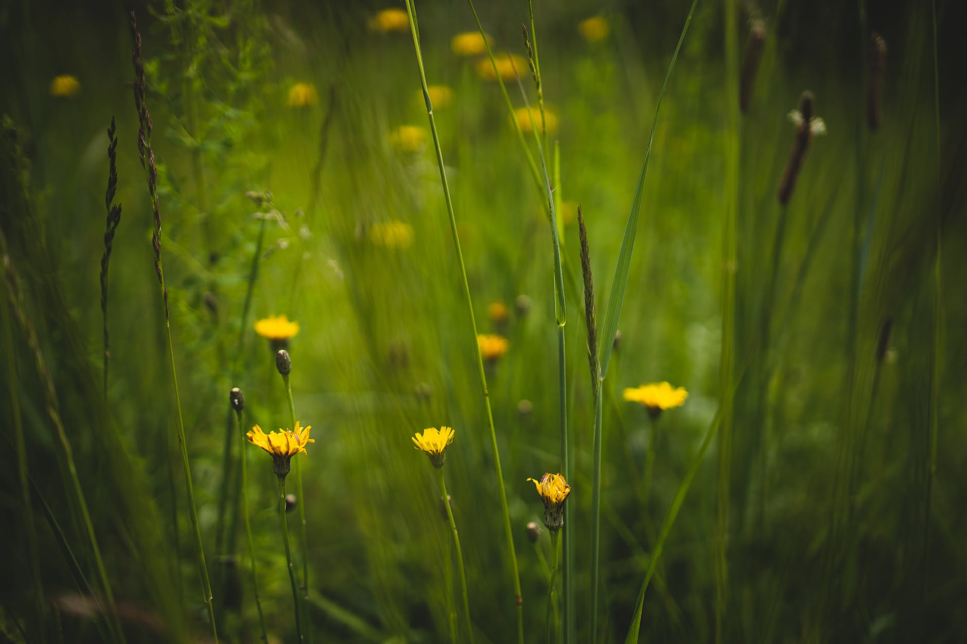 selective focus photography of yellow flowers